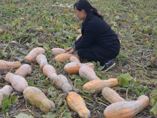 河南13死追尾事故，车主被警方控制