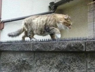 爱与勇气的见证，上海虹桥站众人合力砸墙救小奶猫