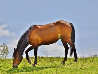 赛马论坛官方版免费版官方版下载-赛马论坛官方版_最新版下载v.6.75.48-安卓版