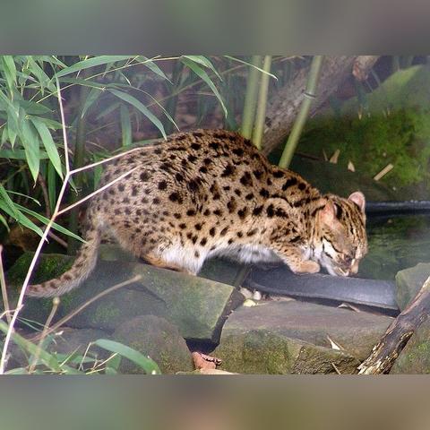 猫先生体育官方网站㊙️✅_🧧猫先生体育电竞