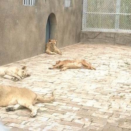 美狮贵宾会官网✅：_㊙️美狮贵宾官网入口下载